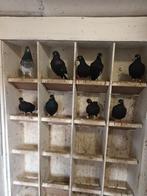 12 csapos  hoogvliegers doffers  en duivinnen, Dieren en Toebehoren, Vogels | Duiven, Meerdere dieren, Overige soorten