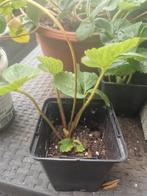 Aardbeien stek - Klaar om te planten!, Ophalen, Volle zon