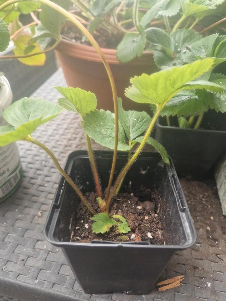 Aardbeien stek - Klaar om te planten!, Tuin en Terras, Planten | Tuinplanten, Volle zon, Ophalen