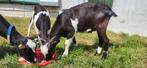 Zwartbonte bokjes, Dieren en Toebehoren, Schapen, Geiten en Varkens, Mannelijk, Geit