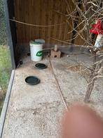 Kanaries, Dieren en Toebehoren, Vogels | Kanaries, Vrouwelijk