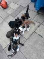 8 lieve kittens, Meerdere dieren