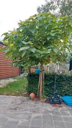 2 Bolcatalpa's te koop! Stamomtrek 40 cm!, Tuin en Terras, Planten | Bomen, 100 tot 250 cm, Zomer, Ophalen, Volle zon