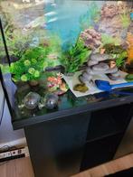 Aquaruim juwel met kast en toebehoren, Dieren en Toebehoren, Ophalen, Zo goed als nieuw, Leeg aquarium