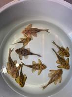 L136 A/B/C kweekgroep, Vis, Zoetwatervis