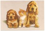 Hond - ierse setter pups en een kitten - 17009, Ongelopen, Verzenden, 1980 tot heden, Hond of Kat
