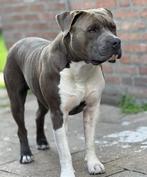 American stafford dekreu open for stud, Dieren en Toebehoren, Honden | Niet-rashonden, Rabiës (hondsdolheid), Reu, 1 tot 2 jaar