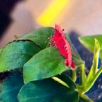 Neocaridina– Red Fire High Grade, Dieren en Toebehoren, Vissen | Aquariumvissen, Kreeft, Krab of Garnaal, Zoetwatervis, Schoolvis