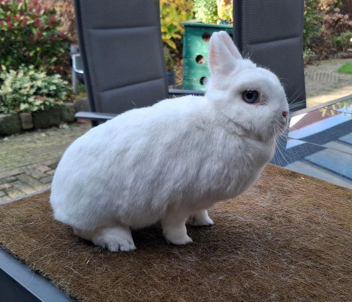 Rasechte Pool Blauwoog voedster (dwergkonijn), Dieren en Toebehoren, Konijnen, Dwerg, Vrouwelijk, 3 tot 5 jaar