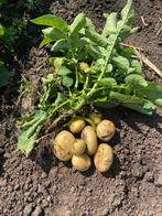 Nieuwe aardappelen, Diversen, Levensmiddelen, Ophalen of Verzenden