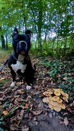 Hollandse pitbull reu, Dieren en Toebehoren, Reu, 1 tot 2 jaar, Bulldog, Eén hond
