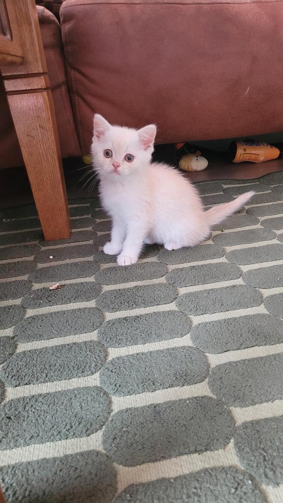 Prachtige Perzisch  Britse Korthaar kittens., Dieren en Toebehoren, Katten en Kittens | Raskatten | Korthaar, Kater, 0 tot 2 jaar