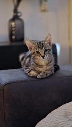 Lieve bruine kitten, Kater, Ontwormd