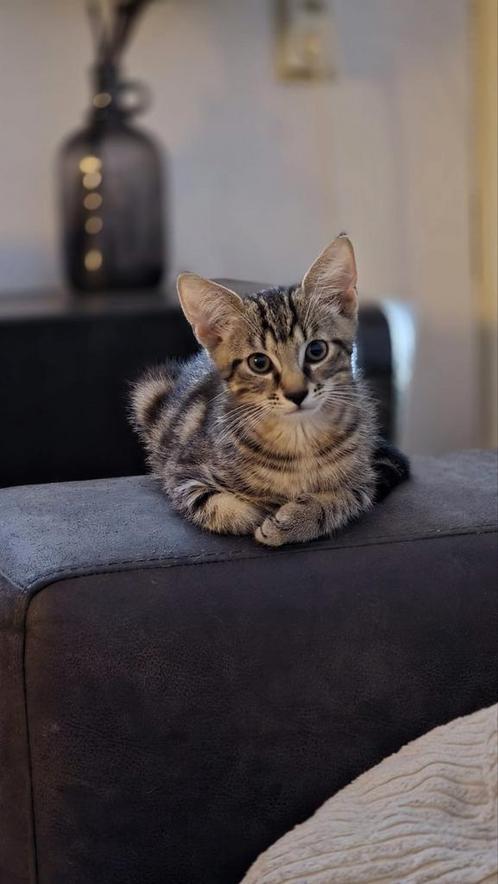 Lieve bruine kitten, Dieren en Toebehoren, Katten en Kittens | Raskatten | Korthaar, Kater, Ontwormd