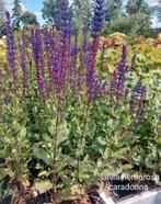 Salvia carradonne, Volle zon, Vaste plant, Zomer, Ophalen