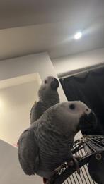 Supertam jonge grijze roodstaart, Mannelijk, Papegaai, Pratend