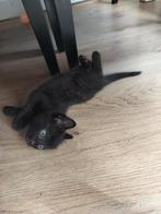 5 kittens zoeken nieuw thuis