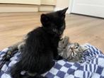 Lief zwart katje, Dieren en Toebehoren, Katten en Kittens | Overige Katten, Poes, Kortharig, 0 tot 2 jaar