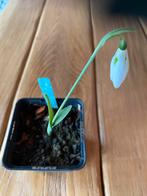 Galanthus / Sneeuwklokjes, Tuin en Terras, Bloembollen en Zaden, Ophalen of Verzenden, Halfschaduw, Bloembol