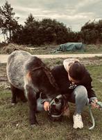 Gezocht: Stalling Shetlander Bollenstreek, Dieren en Toebehoren, Stalling en Weidegang, Weidegang