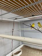 Europese sijsjes, Dieren en Toebehoren, Meerdere dieren, Wildzangvogel