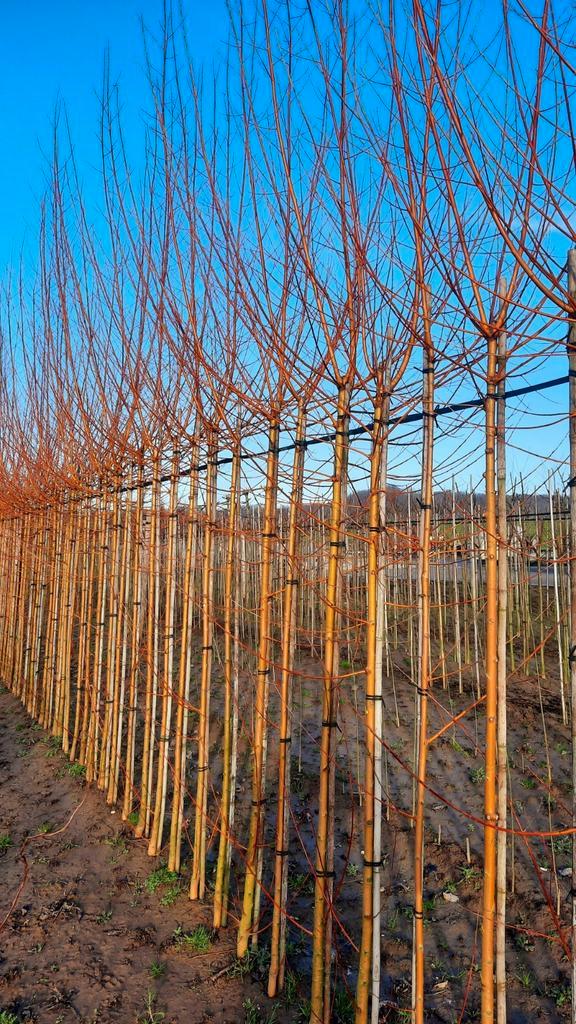 Salix alba 'Chermesina' 🌿 knotwilg, Tuin en Terras, Planten | Bomen, Overige soorten, Volle zon, Ophalen