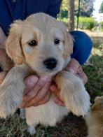 Lieve speelse Golden Doodle pups zoeken een liefdevol thuis., Dieren en Toebehoren, Honden | Retrievers, Spaniëls en Waterhonden