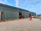 Shetlander stalling aangeboden in kudde verband, Dieren en Toebehoren, Stalling en Weidegang, Weidegang
