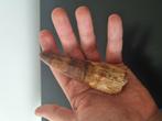 XxL Spinosaurus tand, Verzamelen, Mineralen en Fossielen, Ophalen of Verzenden, Fossiel
