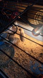 Kalkoenen kuikens, Dieren en Toebehoren, Pluimvee, Meerdere dieren, Kalkoen