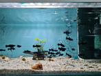 Black Molly, Poecilia Sphenops Black, mollie, molly's, Dieren en Toebehoren, Vis, Zoetwatervis