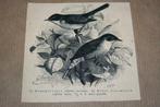 Antieke prent - Vogels braamsluiper en grasmus - Ca 1900 !!, Verzamelen, Foto's en Prenten, Gebruikt, Ophalen of Verzenden, Dier