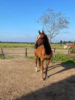 Lieve verzorger gezocht!