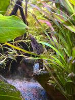 Mix L144 snow white long fin blue eye, Dieren en Toebehoren, Vis