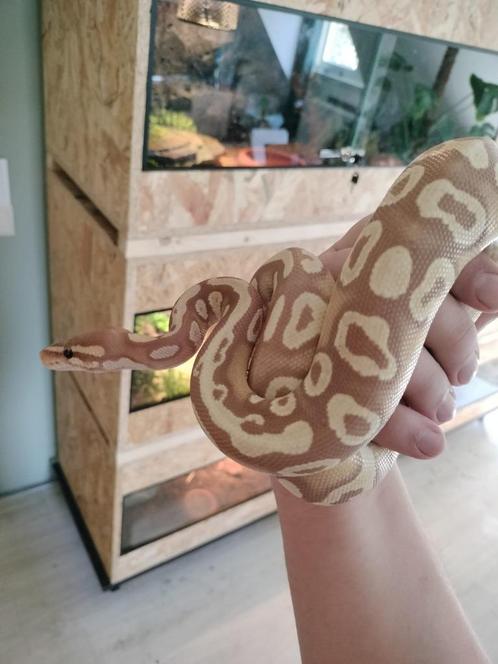konings python, Dieren en Toebehoren, Reptielen en Amfibieën, Slang, 3 tot 6 jaar, Met terrarium, Tam