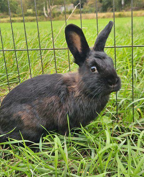Azurina zoekt een huisje! (Voedster Gevaccineerd), Dieren en Toebehoren, Konijnen, Klein, Vrouwelijk, 0 tot 2 jaar