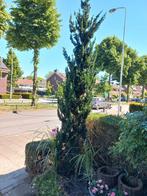 Italiaanse cipres. Boom/ tuin, Ophalen, Overige soorten