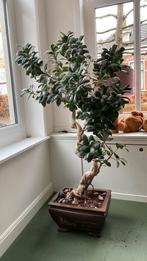 Grote bonsai boom voor binnen, Ophalen, Gebruikt, Binnen