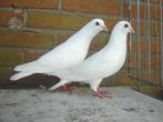 Witte .. Duiven '', Dieren en Toebehoren, Vogels | Duiven