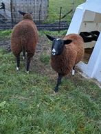Te koop zwartbles ooi lammeren, Dieren en Toebehoren, Schapen, Geiten en Varkens, Vrouwelijk, Schaap