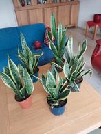 Kamerplanten, Ophalen, Overige soorten, Halfschaduw, Minder dan 100 cm