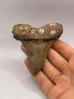 Haaientand Angustidens 9.8 centimeter, Verzamelen, Mineralen en Fossielen, Ophalen of Verzenden, Fossiel