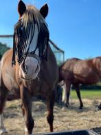 Lieve Welsh verzorgpony zoekt verzorger (12-14 jr, max 45 kg, Dieren en Toebehoren, Stalling en Weidegang