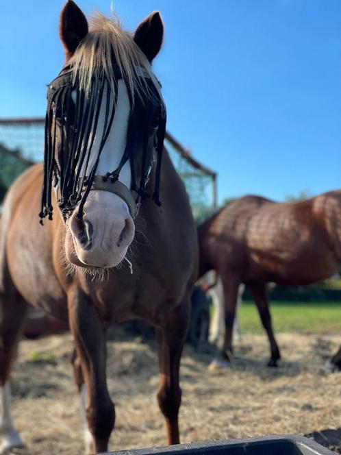 Lieve Welsh verzorgpony zoekt verzorger (12-14 jr, max 45 kg, Dieren en Toebehoren, Stalling en Weidegang