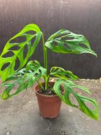 Monstera Indonesian Marble - Pot 12, Huis en Inrichting, Kamerplanten, Ophalen of Verzenden