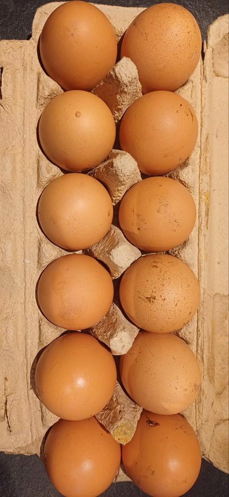 Verse kippen eieren - scharreleieren, Diversen, Levensmiddelen, Ophalen