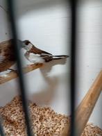 3 mooie koppeltjes japanse meeuwen, Dieren en Toebehoren, Meerdere dieren