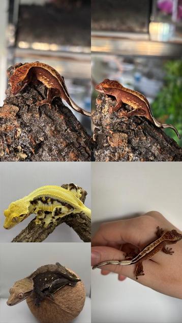 Wimpergekko Red base full pinstripe harlequin 0.01 beschikbaar voor biedingen