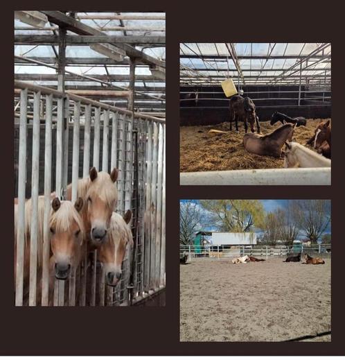 Opfok voor merrie veulens geboren in 2025, Dieren en Toebehoren, Stalling en Weidegang, Opfok, 4 paarden of pony's of meer