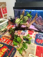 Hout met planten voor aquarium. Kienhout., Dieren en Toebehoren, Ophalen of Verzenden, Zo goed als nieuw, Plant(en), Steen of Hout